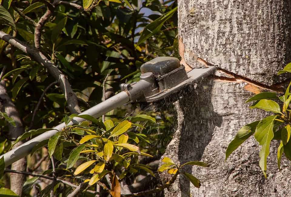 chainsaw sawdust wood branch timber