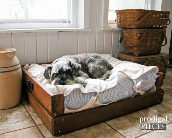 bed for pet